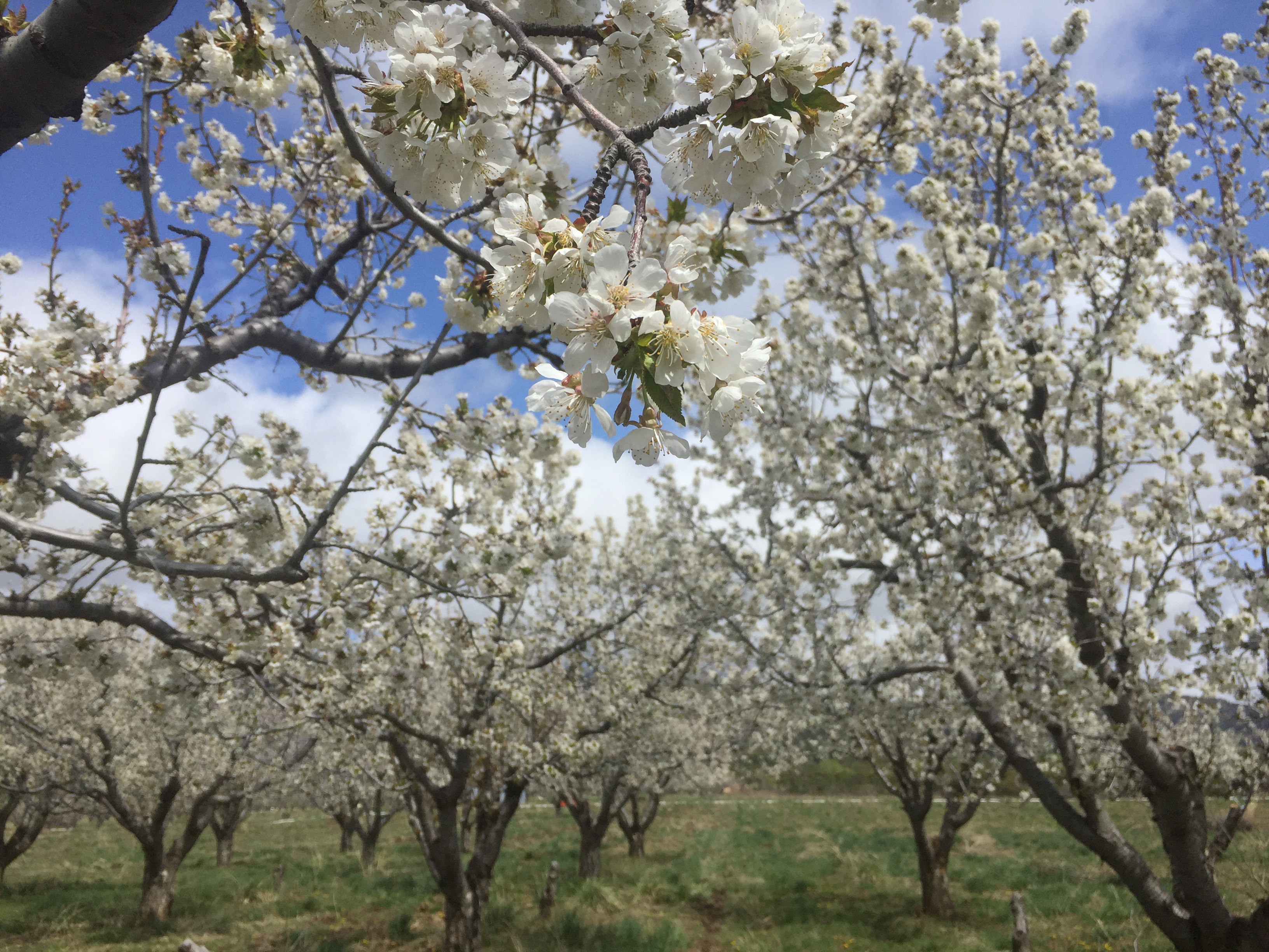 Earth Day 2016: Through the Eyes of an Orchardist
