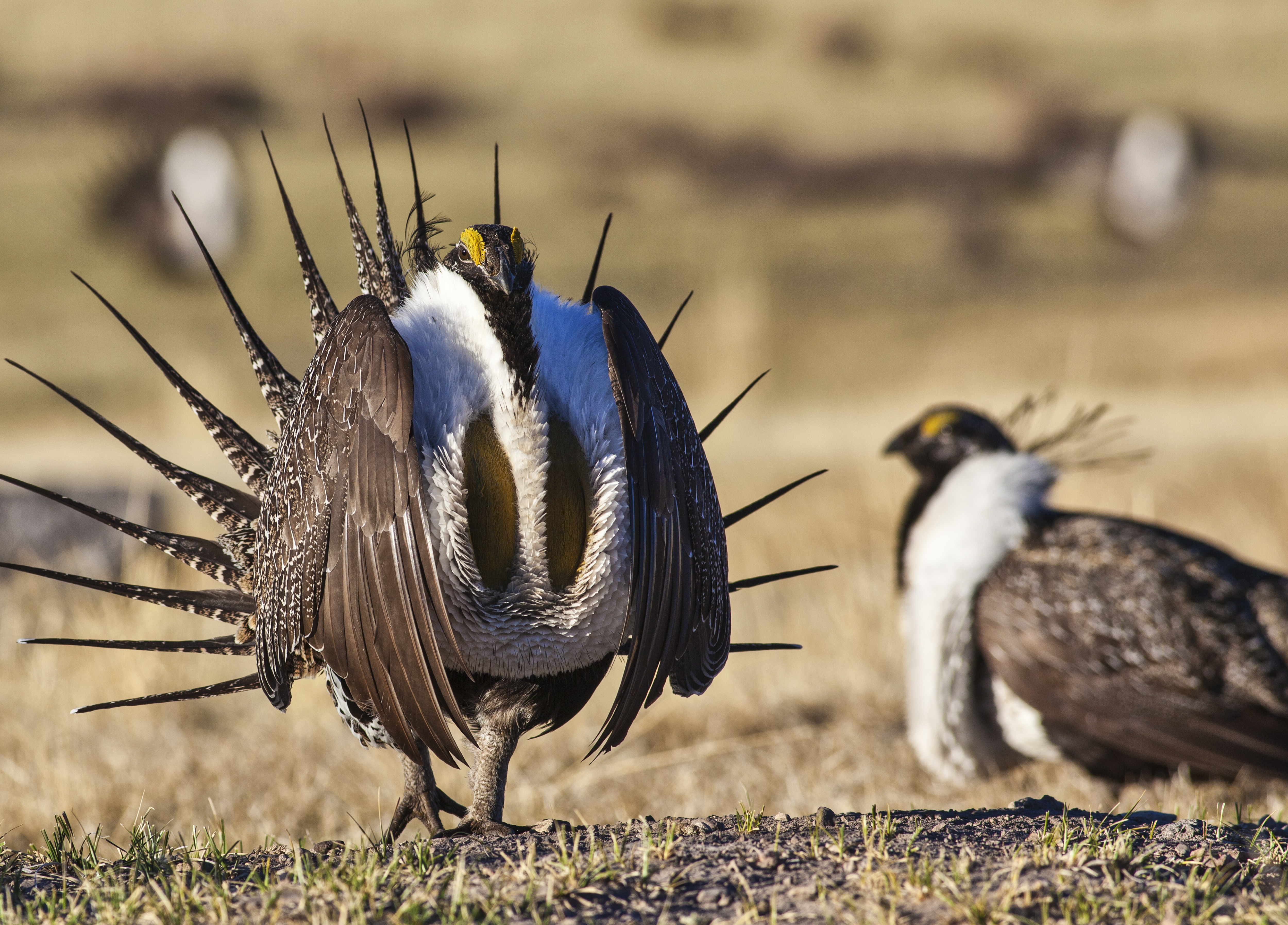 Joint statement from the U.S. Cattlemen’s Association and National Farmers Union regarding Sage Grouse Plans Joint statement from the U.S. Cattlemen’s Association and National Farmers Union regarding Sage Grouse Plans