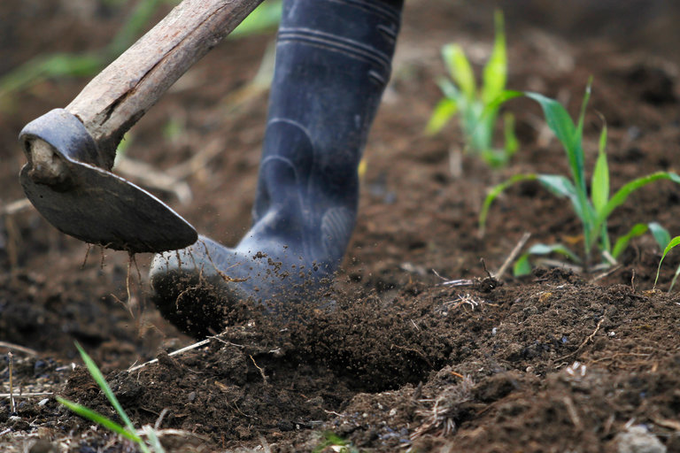 Soil Amendments and Produce – What’s Your Risk?