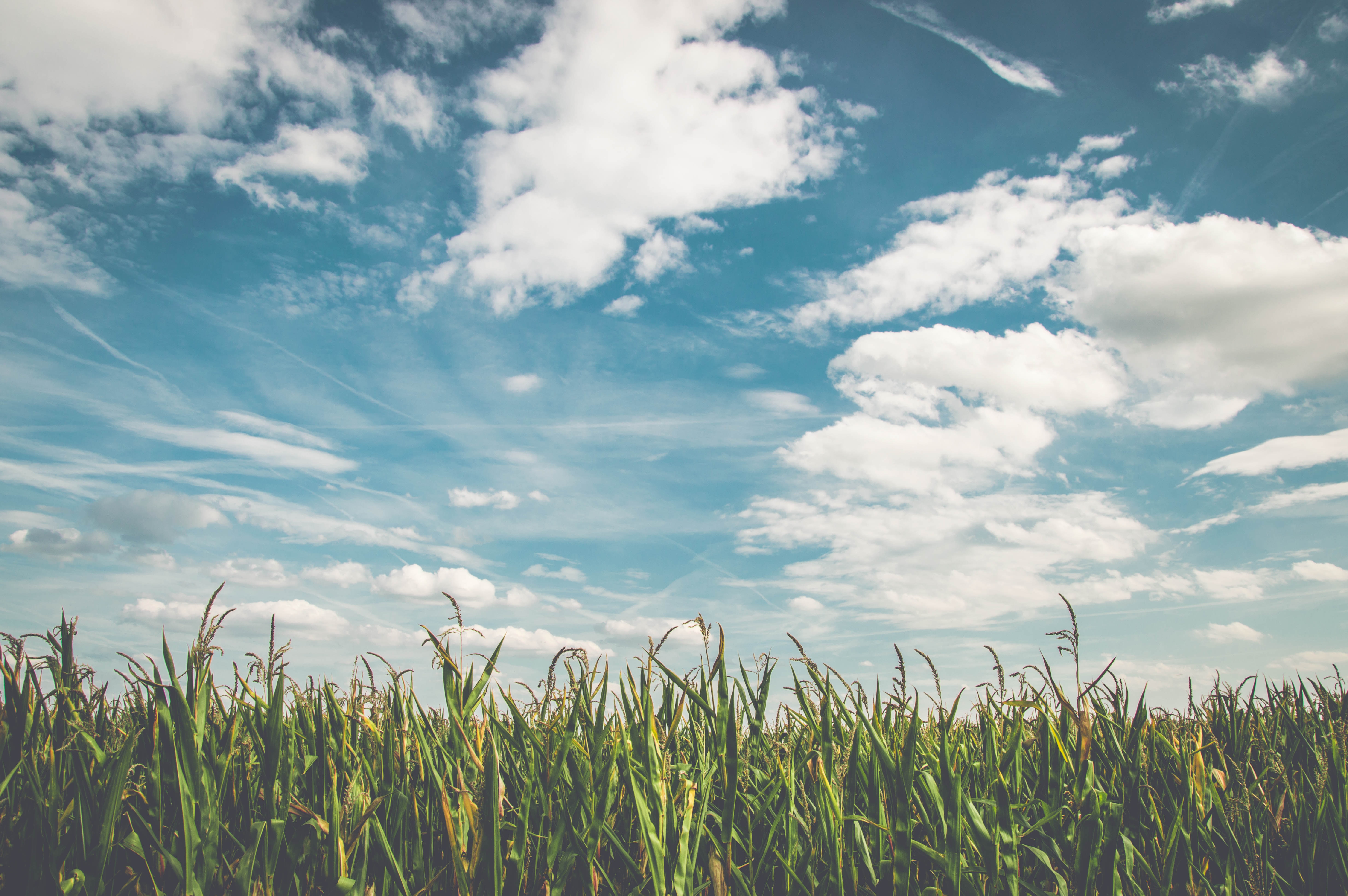 EPA’s RFS Obligations Are Another Setback for American Farmers