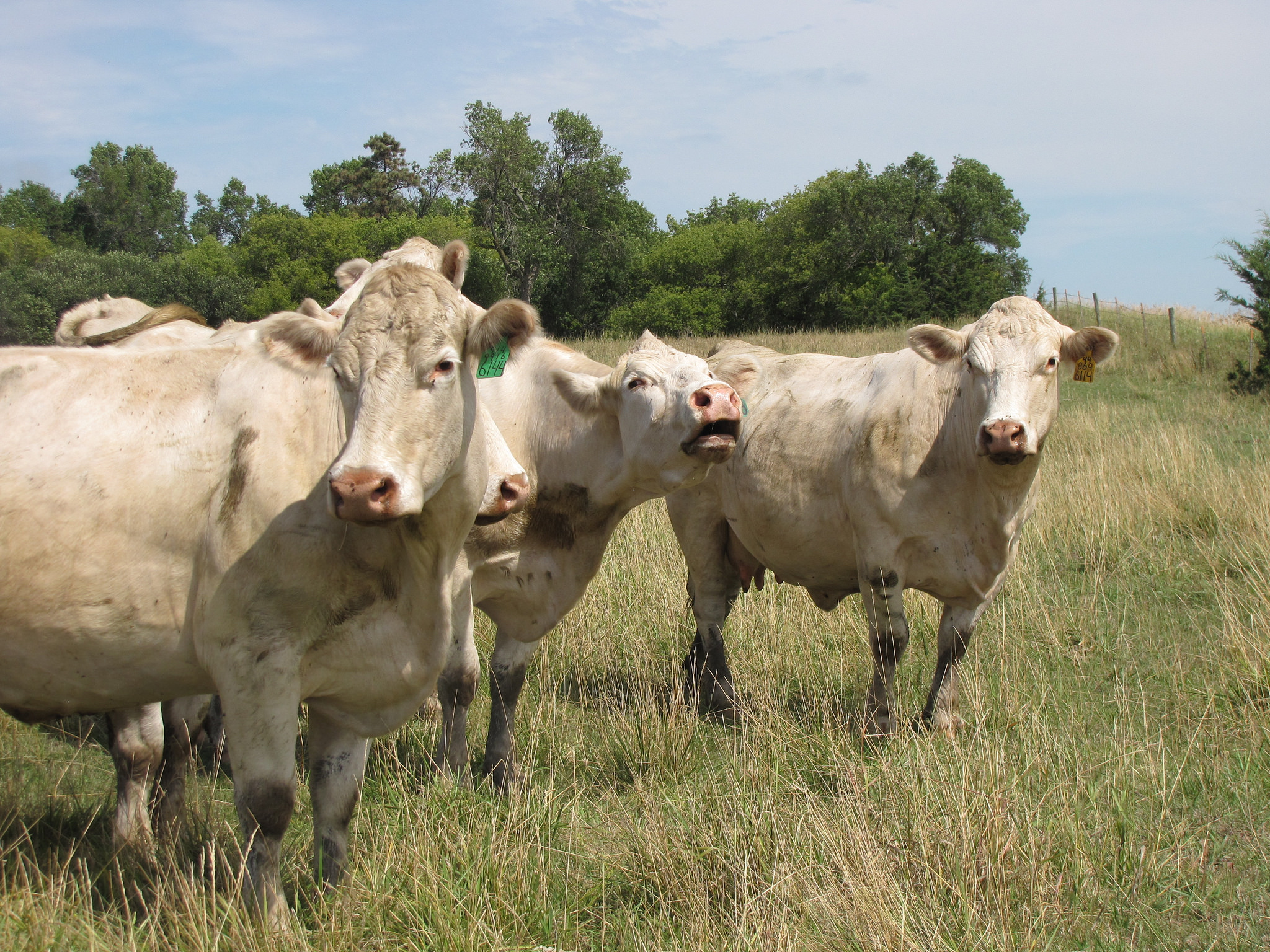 Access to Efficiency: The Vedvei Farm Family & Cattle Breeding