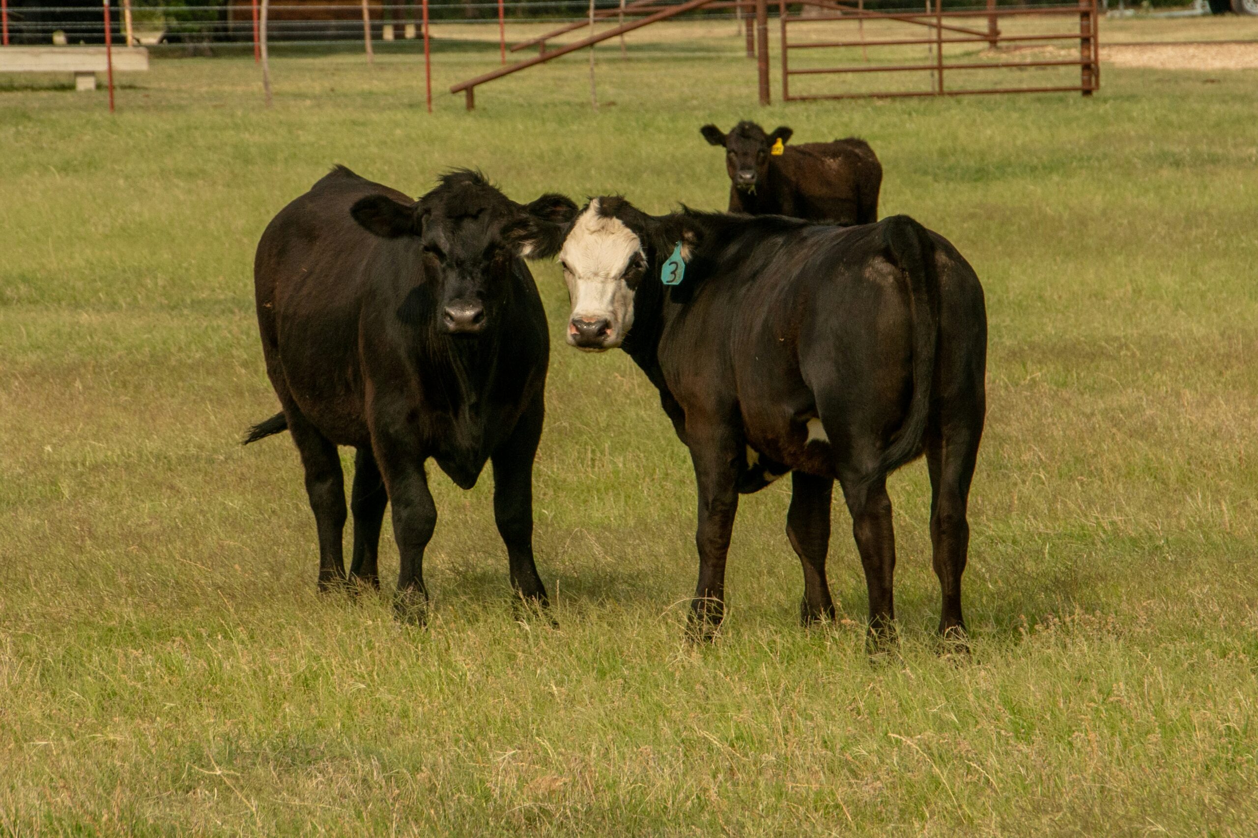 Claims Now Open in $83.5 Million Settlement with JBS in Cattle Antitrust Case